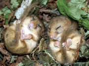 Somerset Wildlife Trust Talk: 'The Hunt for the Stourhead Dormouse'