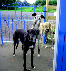 Rescue Greyhounds at Greyhound Rescue, West of England