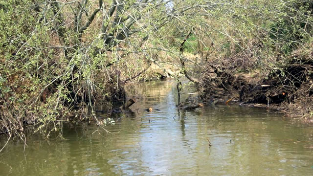 The River Cale blockage, now cleared by CATCH