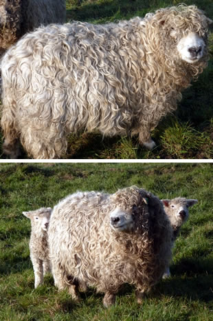 Grey Face Dartmoor sheep
