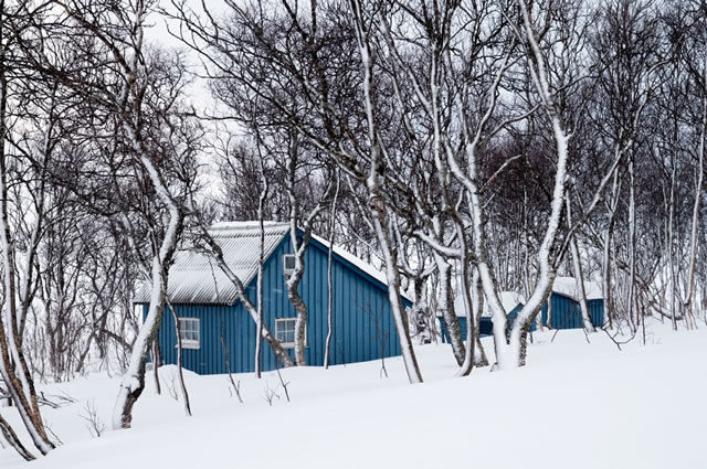 Hut in the Forest