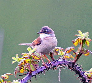 Common Whitethroat