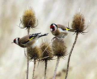 Goldfinches