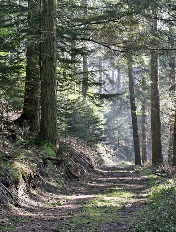 Forest Track, Stourhead