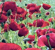 Poppy Appeal 2013 Hosted by Wincanton Silver Band