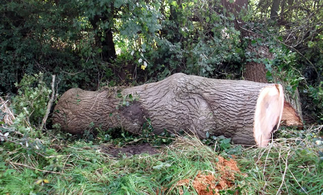 Remnants of the large tree brought down in the storm