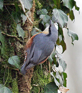 Nuthatch