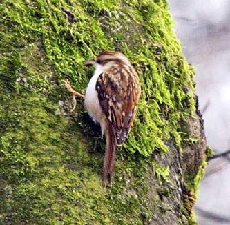 Treecreeper