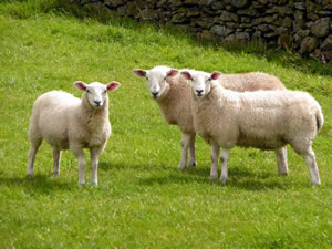 Some sheep, so we're all on the same page.