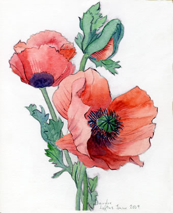 Red poppies