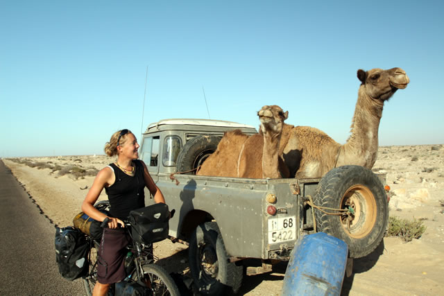 Camels in a truck