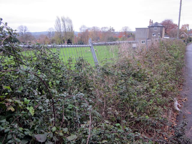 'Bramble Barrier', along Bayford Hill, Wincanton