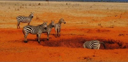 Zebras, Tanzanian safari