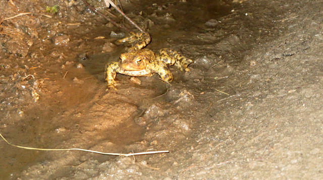 Toad in the hole?