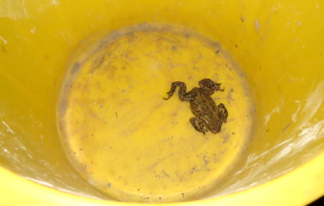 Toad in the bucket?