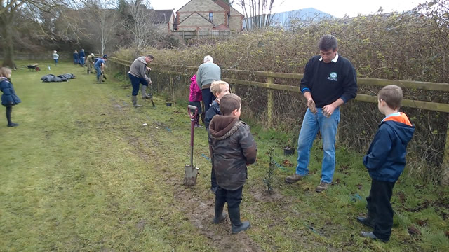 Planting saplings in rows to form a hedge