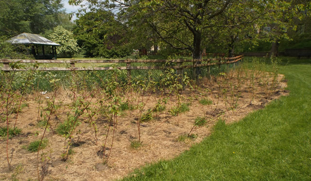 Saplings planted near the river bank, on the oposite side of the play area