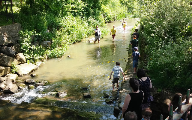 Duck racing in the River Cale