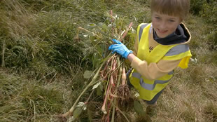 A clump of invasive Himalayan Balsam removed