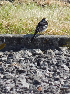 Wildlife at Winanton sewage treatment works