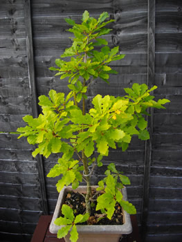 Passchendaele Oak Tree