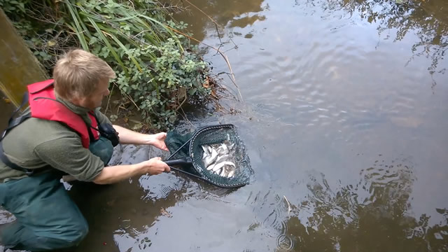 Jim Allan releasing a net of fish into the River Cale, Wincanton