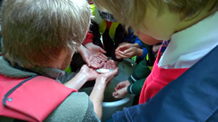 Children from Our Lady of Mount Carmel Catholic school handle the fish