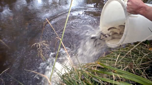 Jim tips the bucket of fish into the river