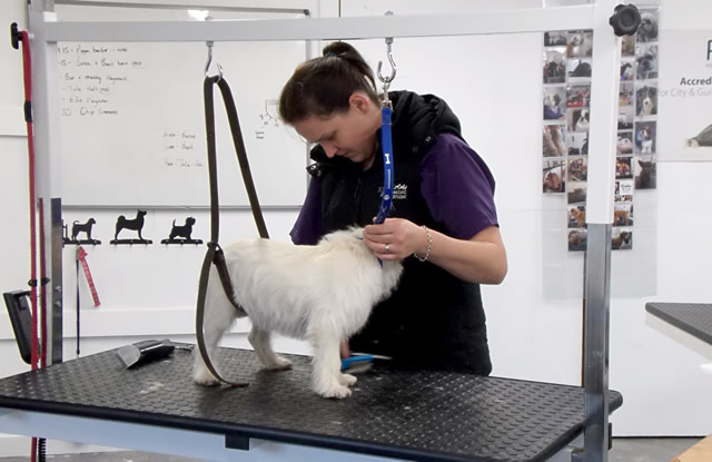 A small dog being groomed at KD Grooming Studio