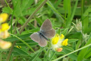 Small Blue