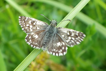 Grizzled Skipper