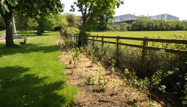 Saplings planted last year in the play area