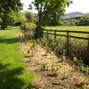 More New Trees for Cale Park - Join the Planting on Sunday 1st March