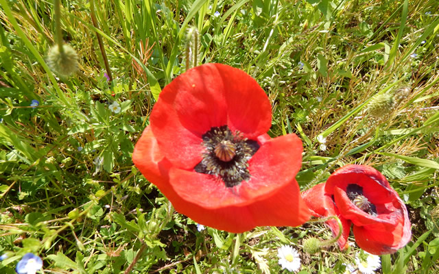 Poppies