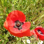 Come and Support the Planting of Memorial Meadow <small style='color: blue'>UPDATED</small>