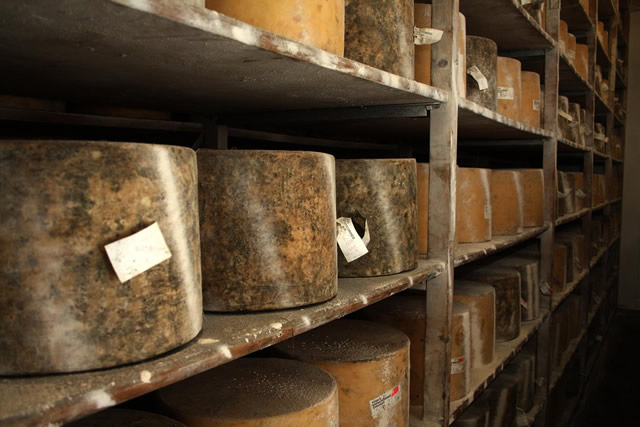 Aging cheeses