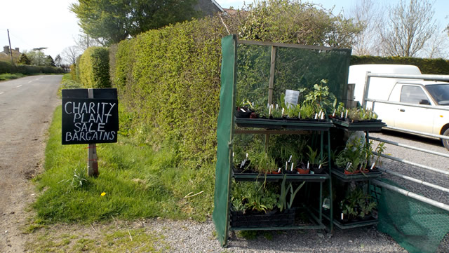 Plant Sale sign ourside Cucumber Cottage