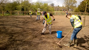 Raking in the seed