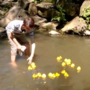 Wincanton’s Annual Duck Race