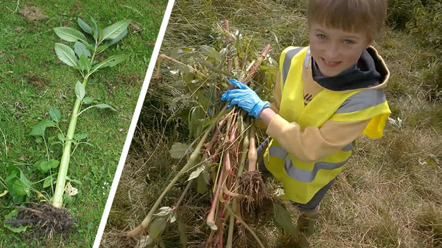 Pulling up Himalayan Balsam with the C.A.T.C.H. team