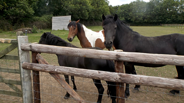 Somerset & Dorset Animal Rescue horses