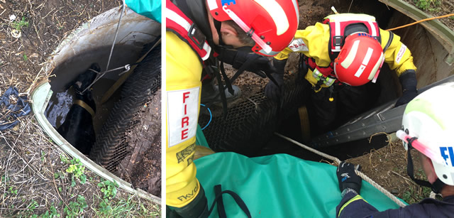 Trapped cow rescued by firemen