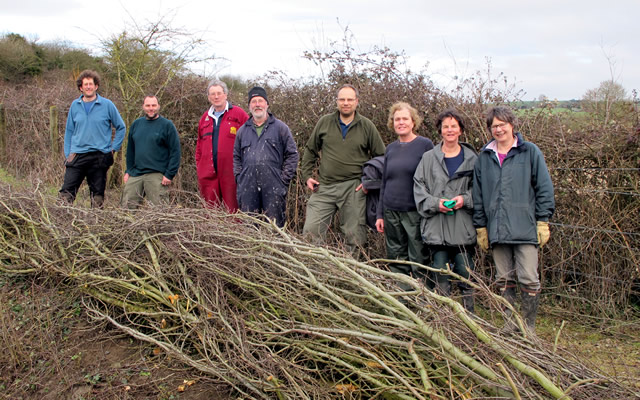 Hedgelaying at Carymoor Environment Centre