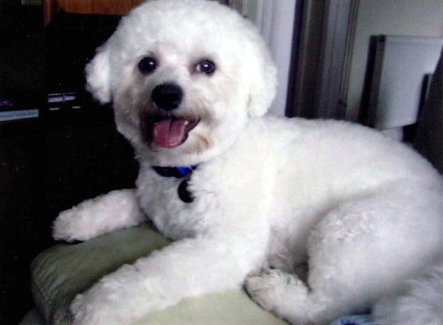 Billy, a three-year old Bichon Frise who'd love a good walk.