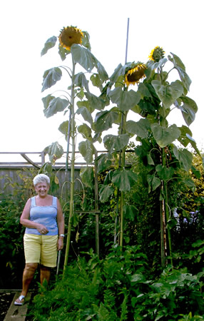 Pat Champion standing next to her impressive Giant Sunflowers