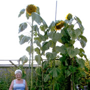 Grow Your  Own in Wincanton