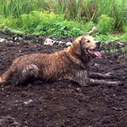 Local dog trainers are taking on Muddy Dog Challenge 2017