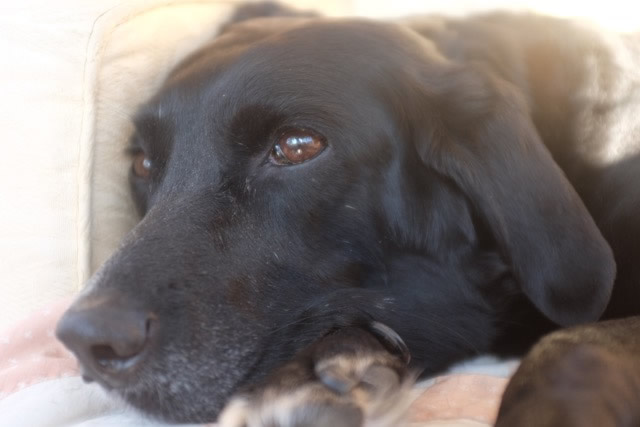 Ted and Ruth's loyal dog, Lucy