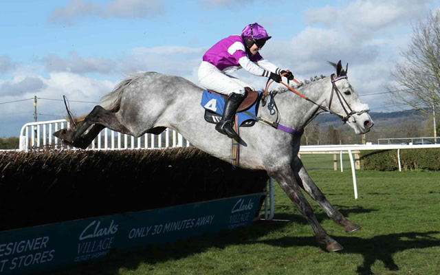 A purple jockey riding a white horse over a brown fence