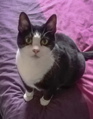 Tosca the cat, missing from Saunters Close, Wincanton